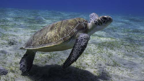 09Żółw morski podnosi się z dna.jpg