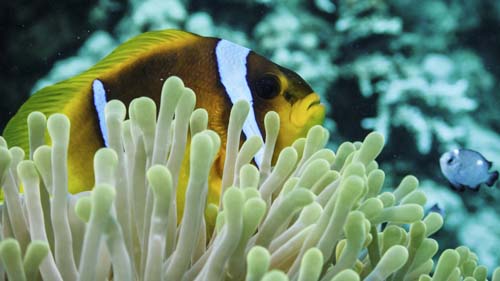 16Nemo pod osłoną ukwiału.jpg