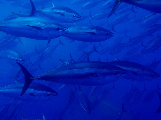 Farma tuńczyków pow..jpg