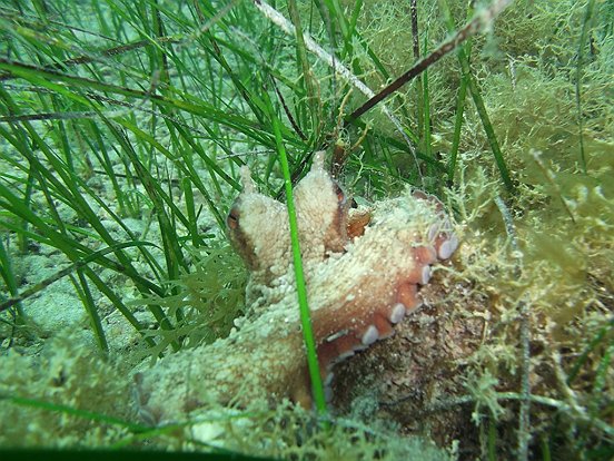 Ośmiornica w Mgarr ix-Xini.jpg